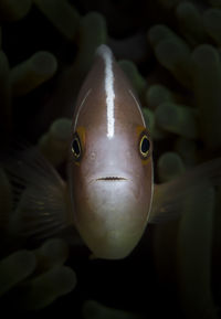 Close-up of fish swimming in sea