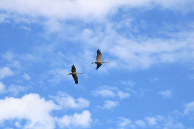 Low angle view of birds flying against sky