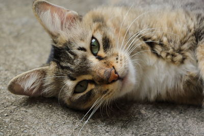 Close-up portrait of a cat