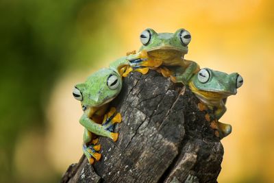 Close-up of frogs on wood