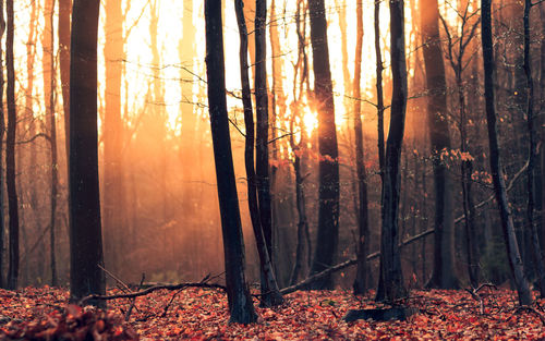 Trees in forest during autumn