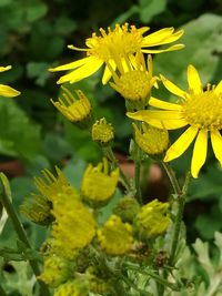 Close-up of yellow flowers
