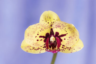 Close-up of yellow flower against blue background