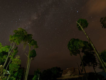 Low angle view of trees against sky at night