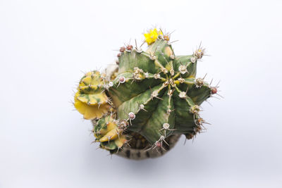 Close-up of yellow flowering plant against white background