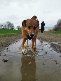 Dog standing on land against sky