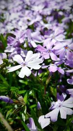 Close-up of purple flowers