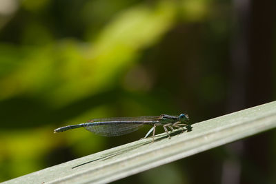 Close-up of damselfly