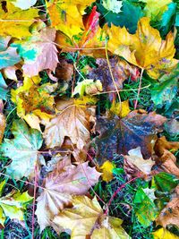 Full frame shot of dry autumn leaves