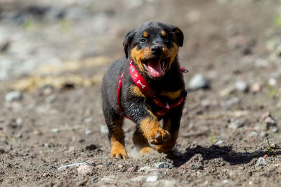 Portrait of rottweiler puppy running on field