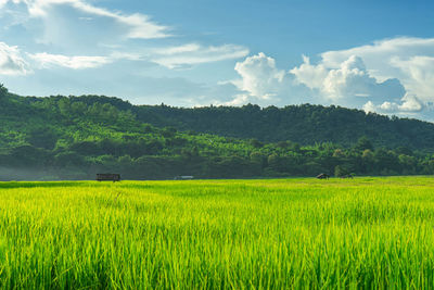 Scenic view of agricultural field against sky