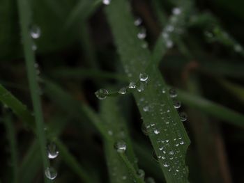 Close-up of raindrops on leaves