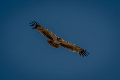 Low angle view of bird flying against clear blue sky