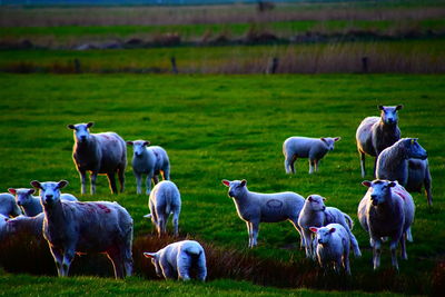 Horses in a field