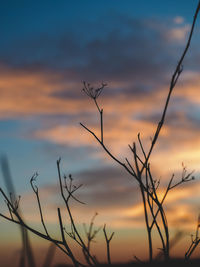 Silhouette of bare tree against orange sky