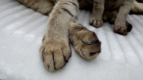 High angle view of cat paws