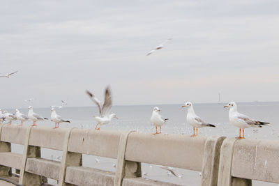 Seagulls perching on a sea