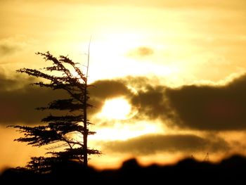 Low angle view of silhouette plants against sky during sunset