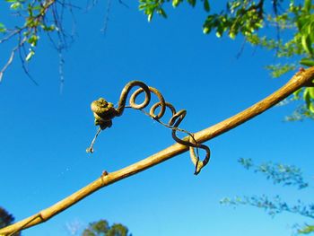Low angle view of insect on tree against sky