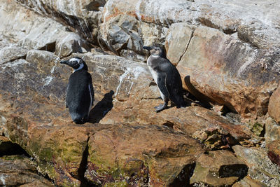 Penguins at st. croix island in south africa