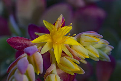 Close-up of yellow flowering plant