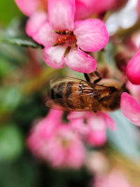 Close-up of bee pollinating on pink flower