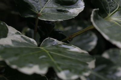 Close-up of plant against blurred background