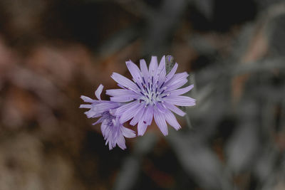 Close-up of purple flowering plant