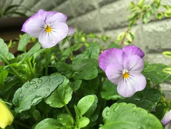 Close-up of pink flower growing outdoors