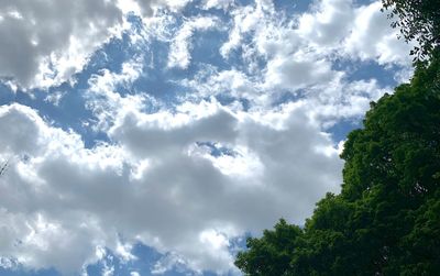 Low angle view of trees against sky