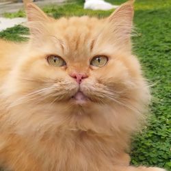 Close-up portrait of a cat