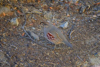 High angle view of birds on field