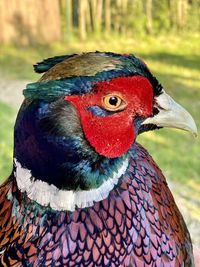 Close-up of a peacock