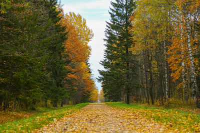 Road amidst trees in forest during autumn