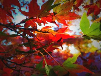 Low angle view of maple leaves on tree