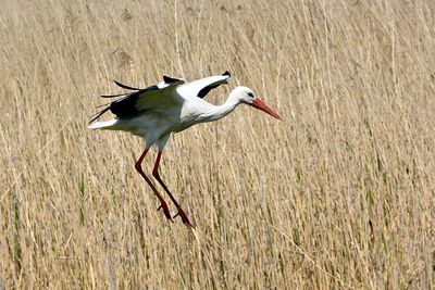 White stork flying above plants