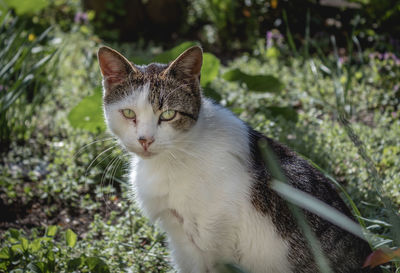 Close-up portrait of a cat