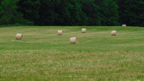 View of sheep on grassy field