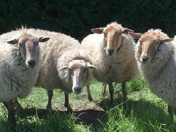 Sheep standing in a field