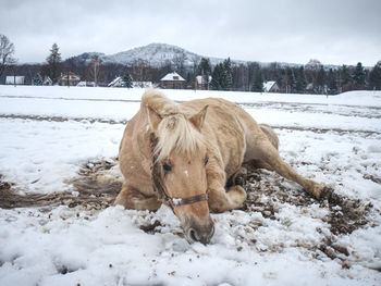 Blurry movement of rolling horse in snow. white horse lying down and playing in fresh snow