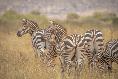 Zebras in a field