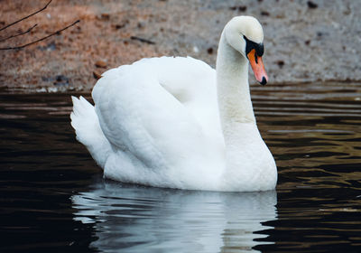 Swan swimming in lake