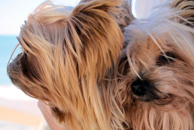 Close-up portrait of a dog