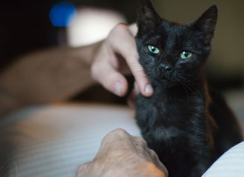 Portrait of cat at home