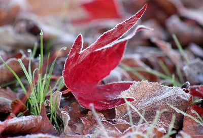 Close-up of leaves on field