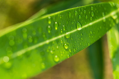 Close-up of raindrops on green leaves during rainy season