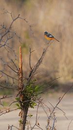 animal wildlife