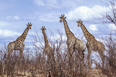 Giraffes on field with bare trees in foreground