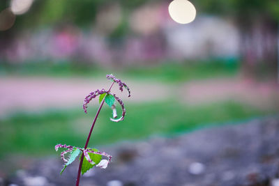 Close-up of dew on plant
