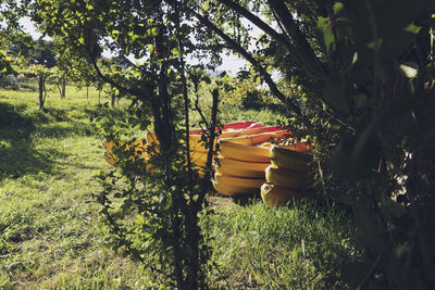 Trees and plants on field